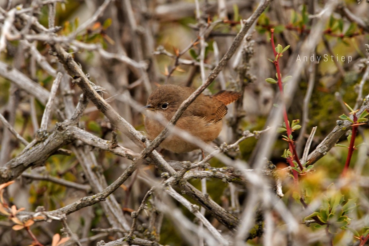 House Wren (Southern) - ML355973111