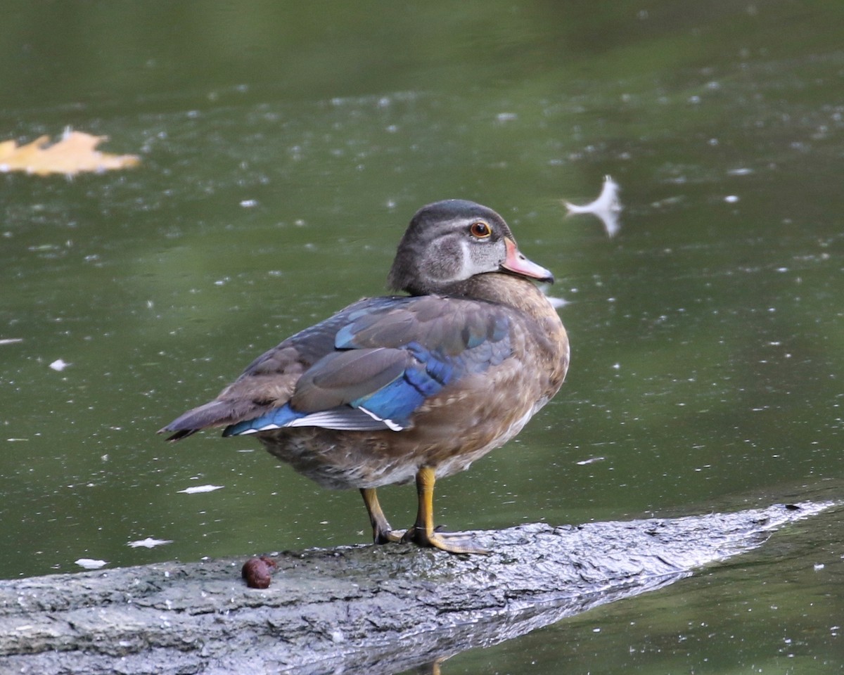 Canard branchu - ML35597711