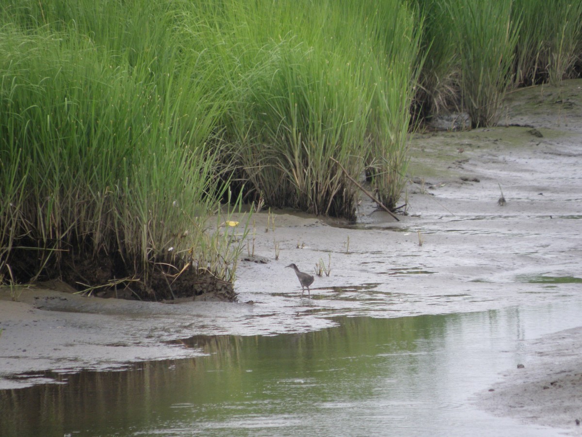 Clapper Rail - ML355977651