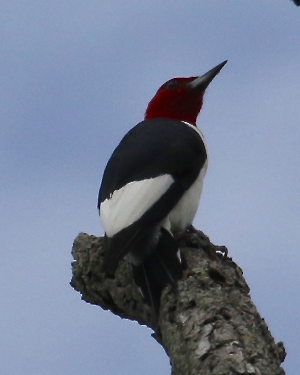 Red-headed Woodpecker - ML35597771