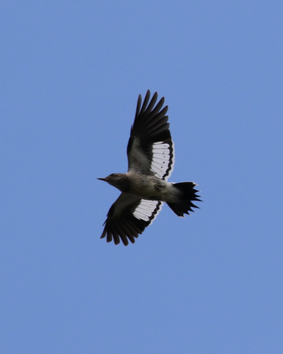 Red-headed Woodpecker - ML35597781