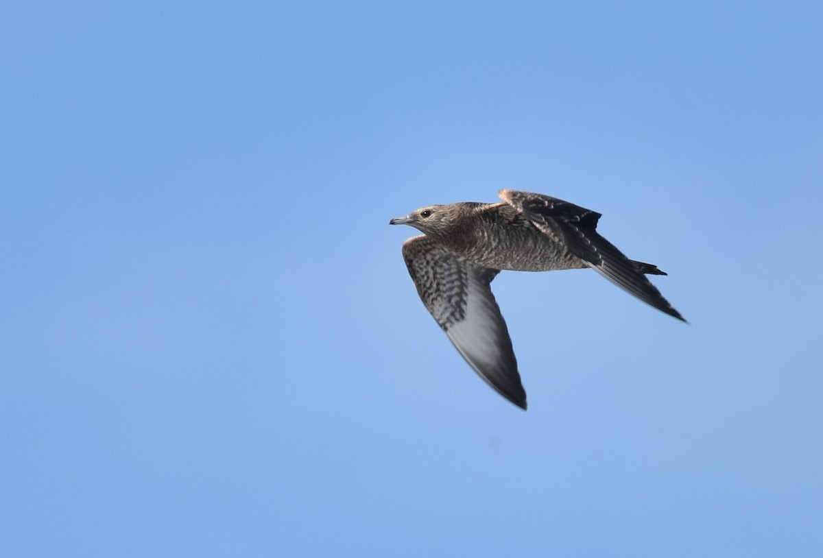 Parasitic Jaeger - ML35597841