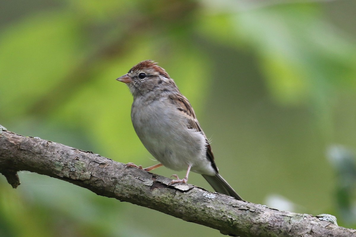 Chipping Sparrow - ML35598041