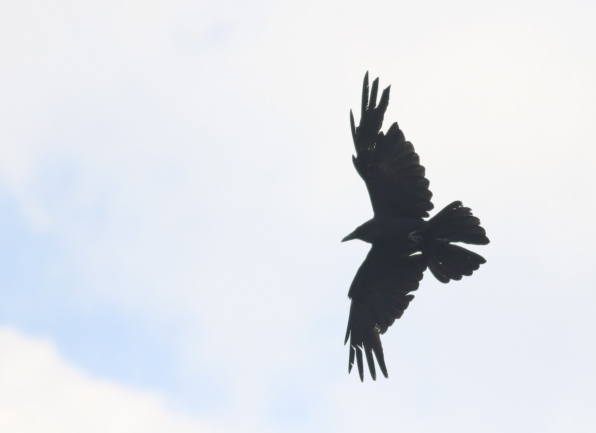 Common Raven - ML355981691
