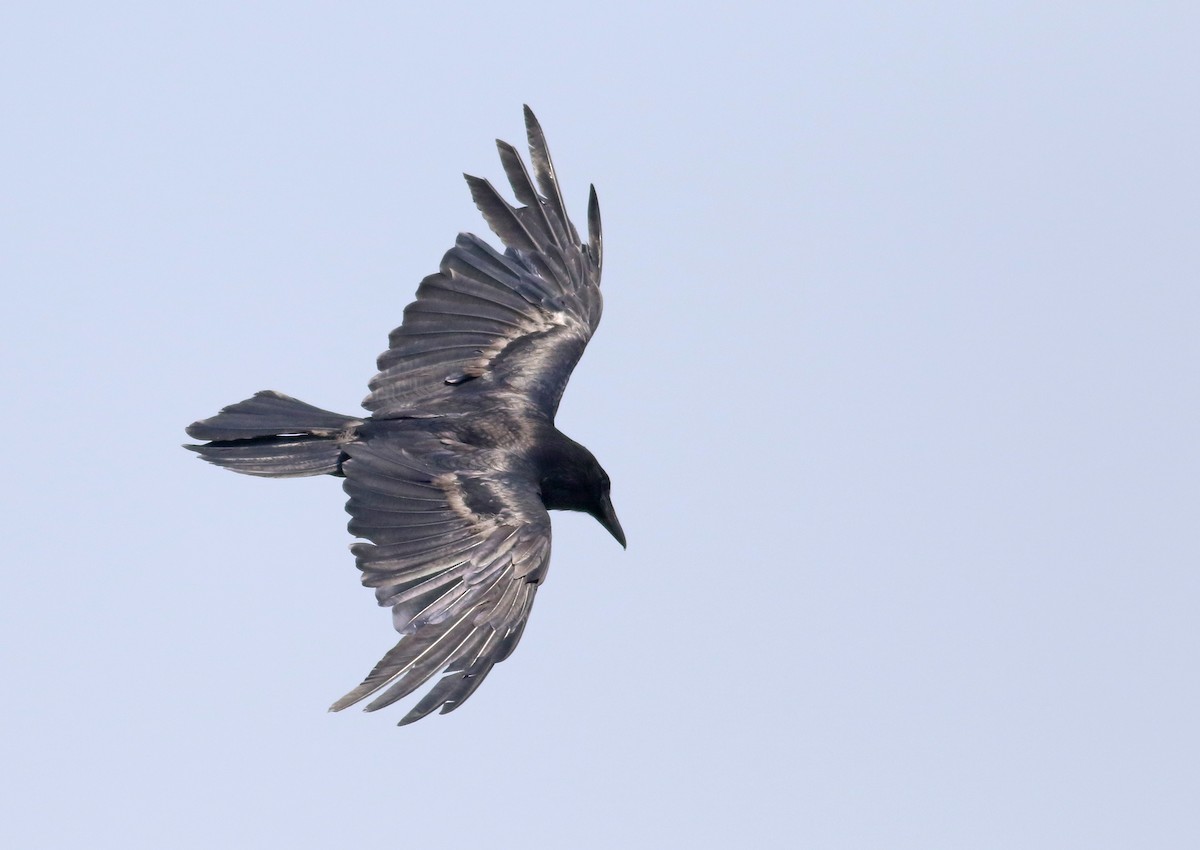 Common Raven - ML355981711