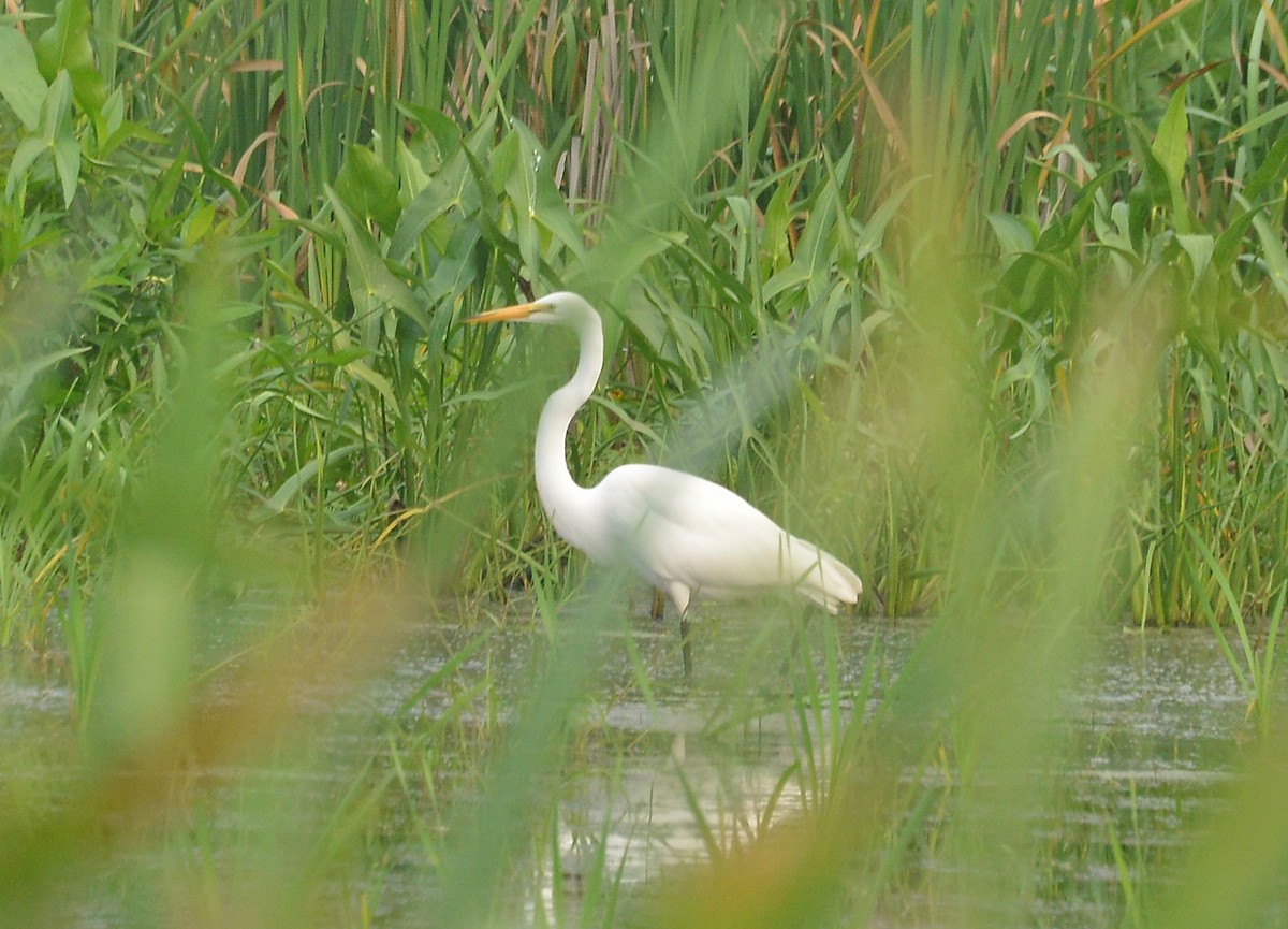 Grande Aigrette - ML355982031