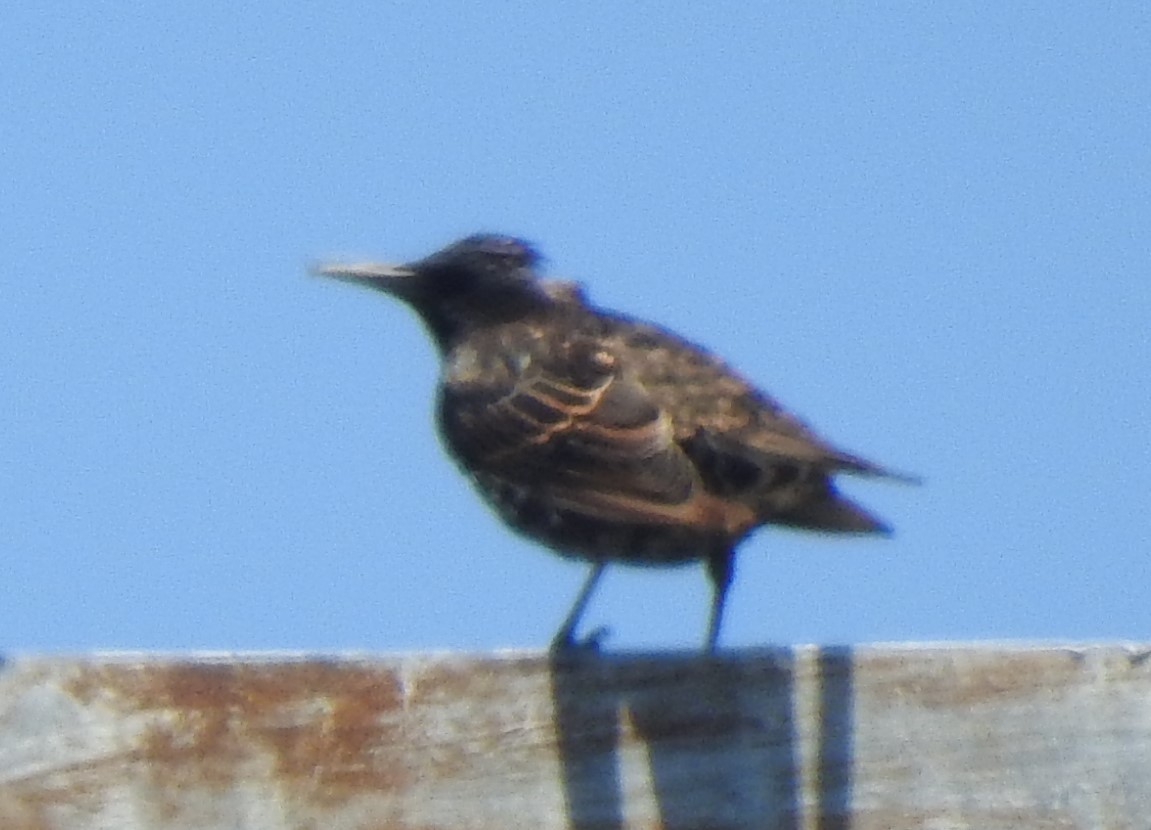 European Starling - ML355983621