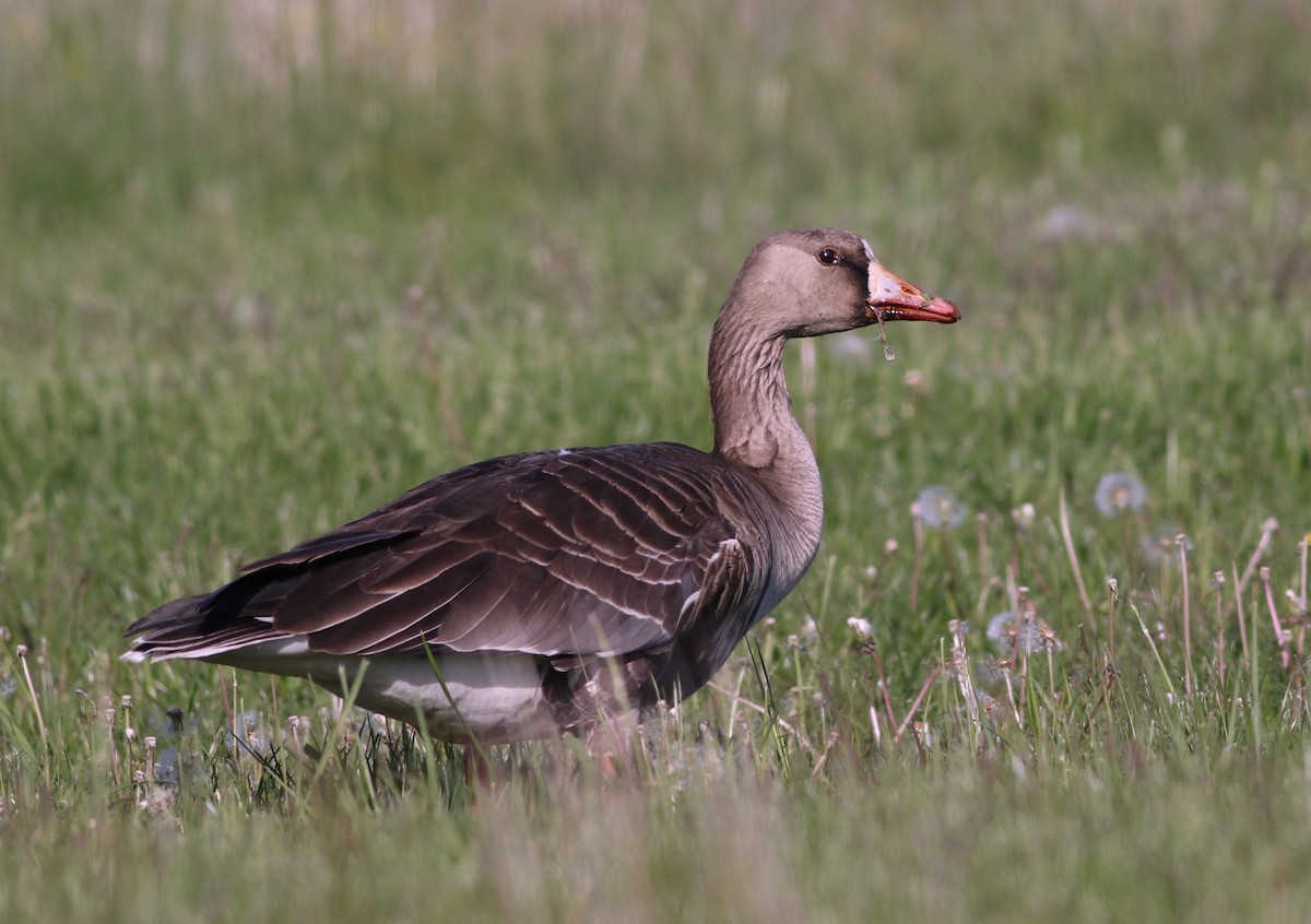 Greater White-fronted Goose - ML355983651