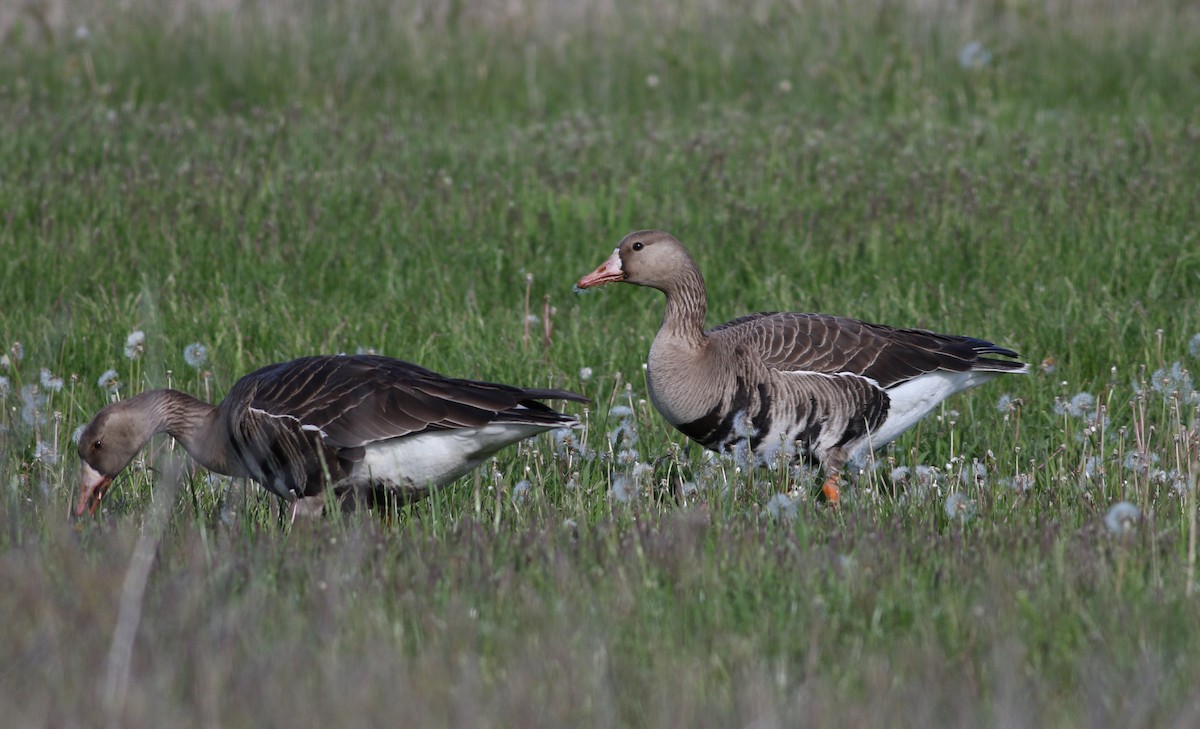 Greater White-fronted Goose - ML355983661