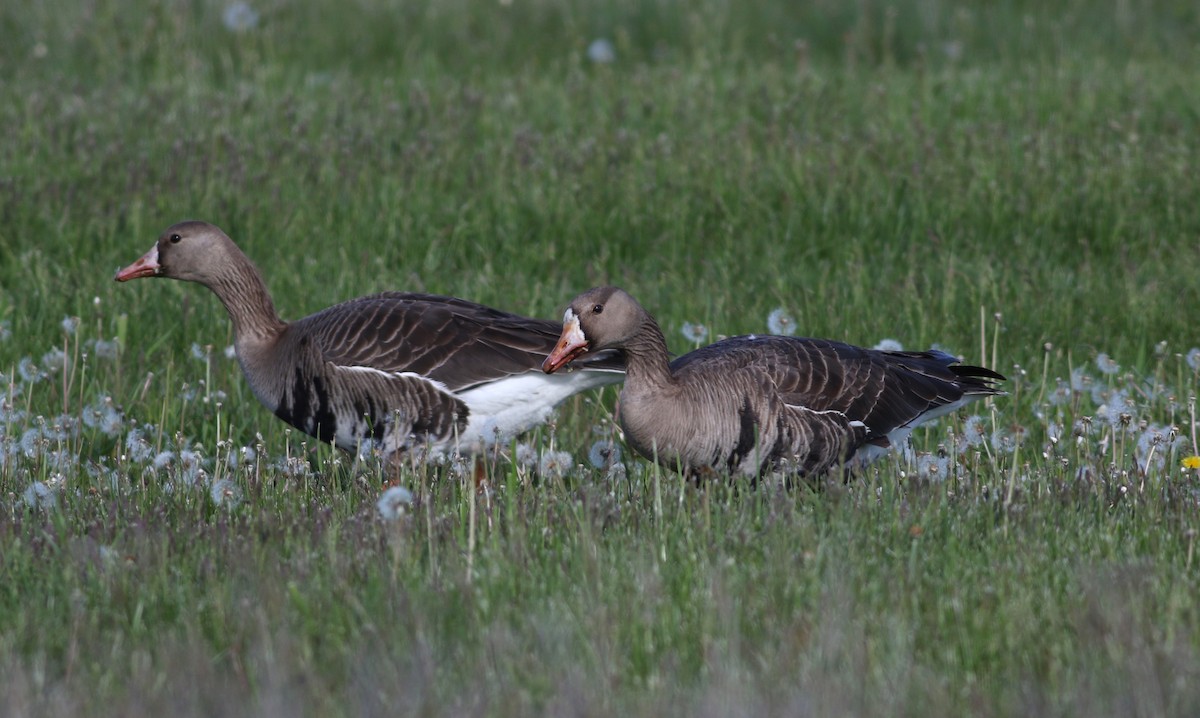 Greater White-fronted Goose - ML355983681