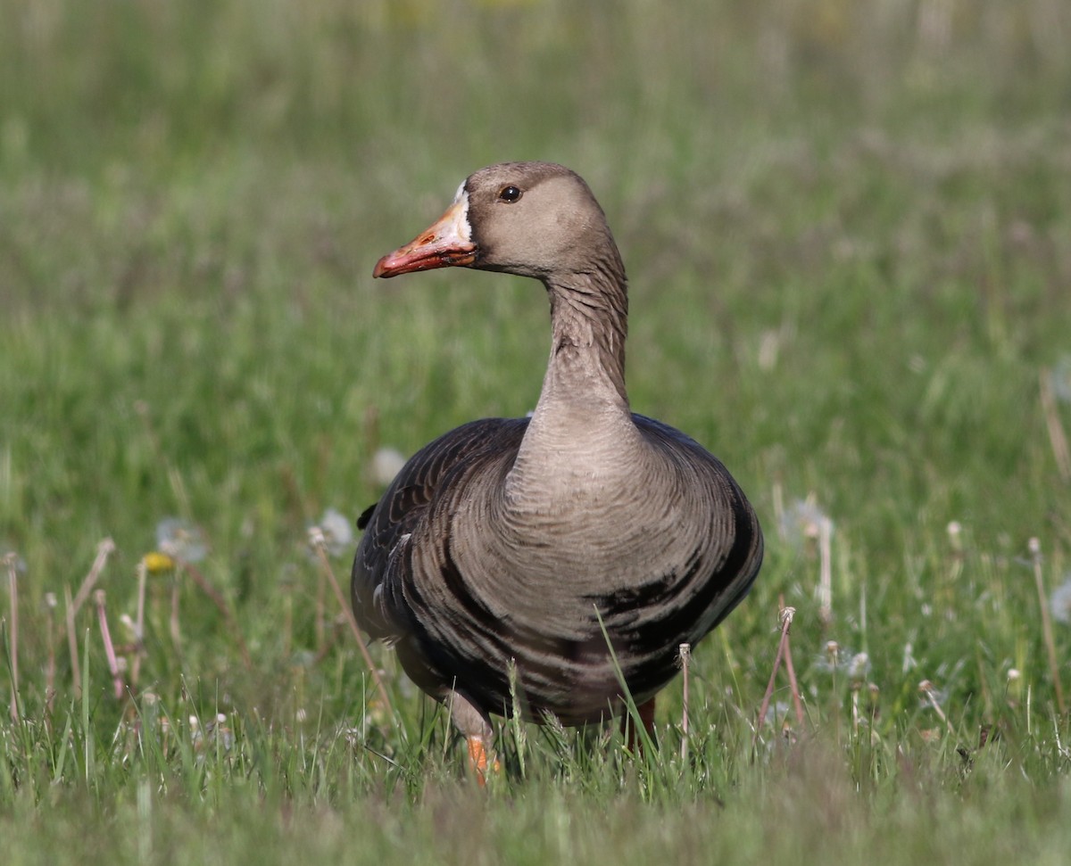 Greater White-fronted Goose - ML355983721