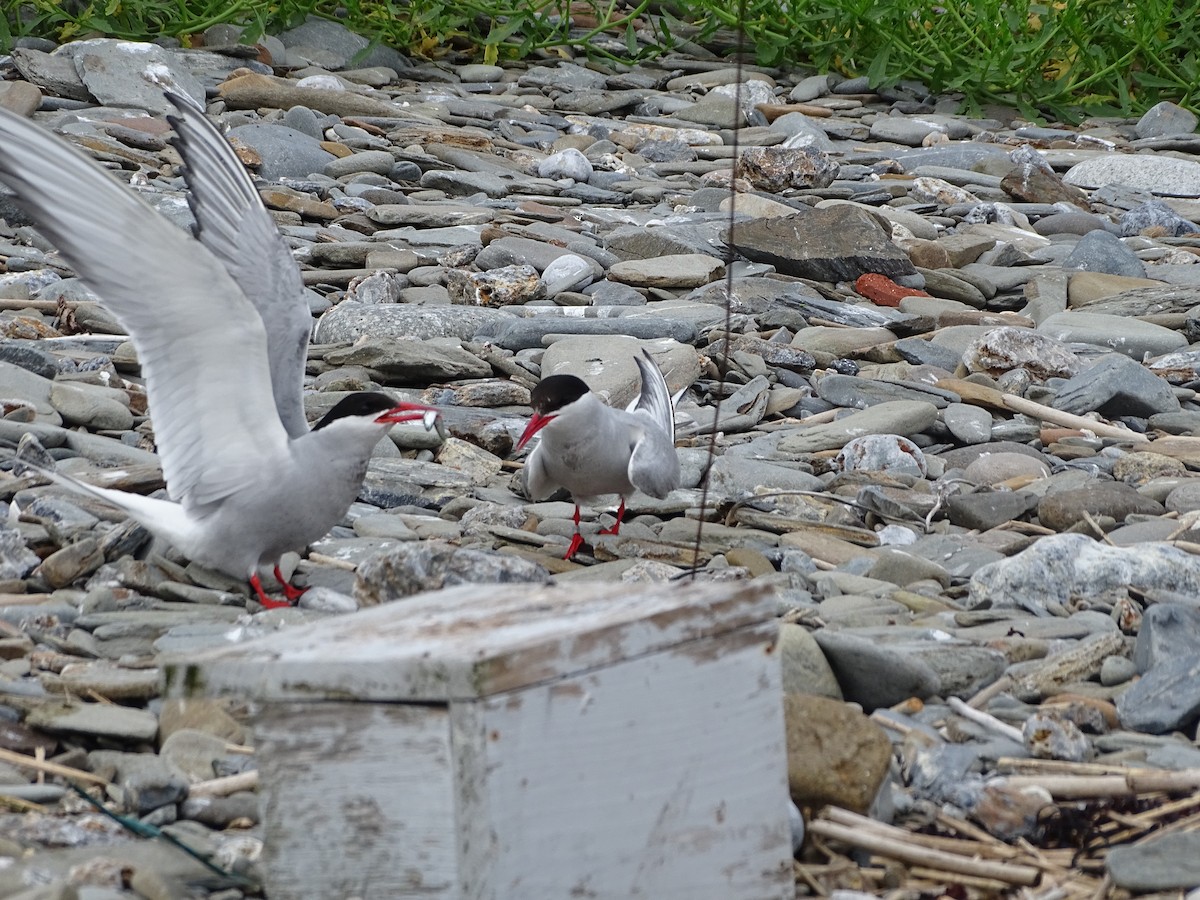 Arctic Tern - ML355983761