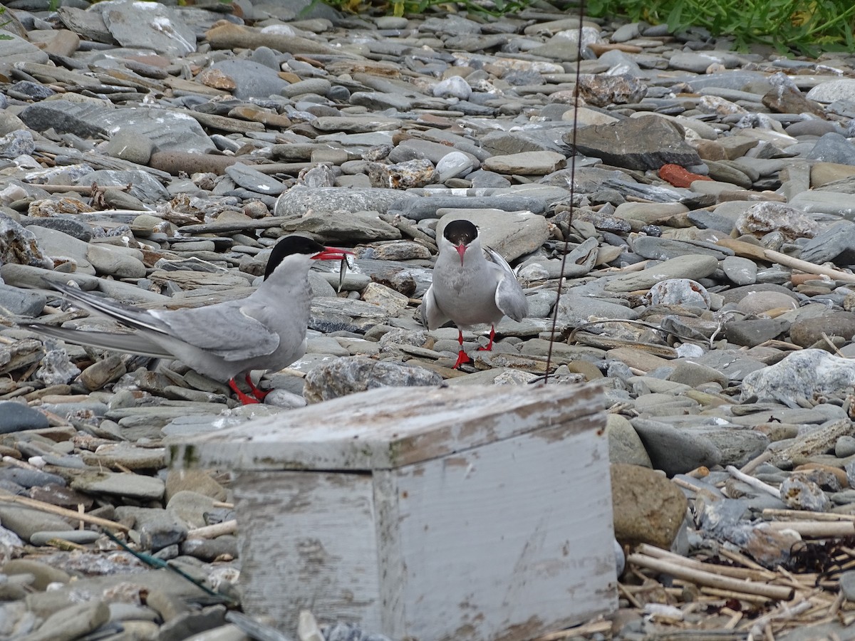 Arctic Tern - ML355983841