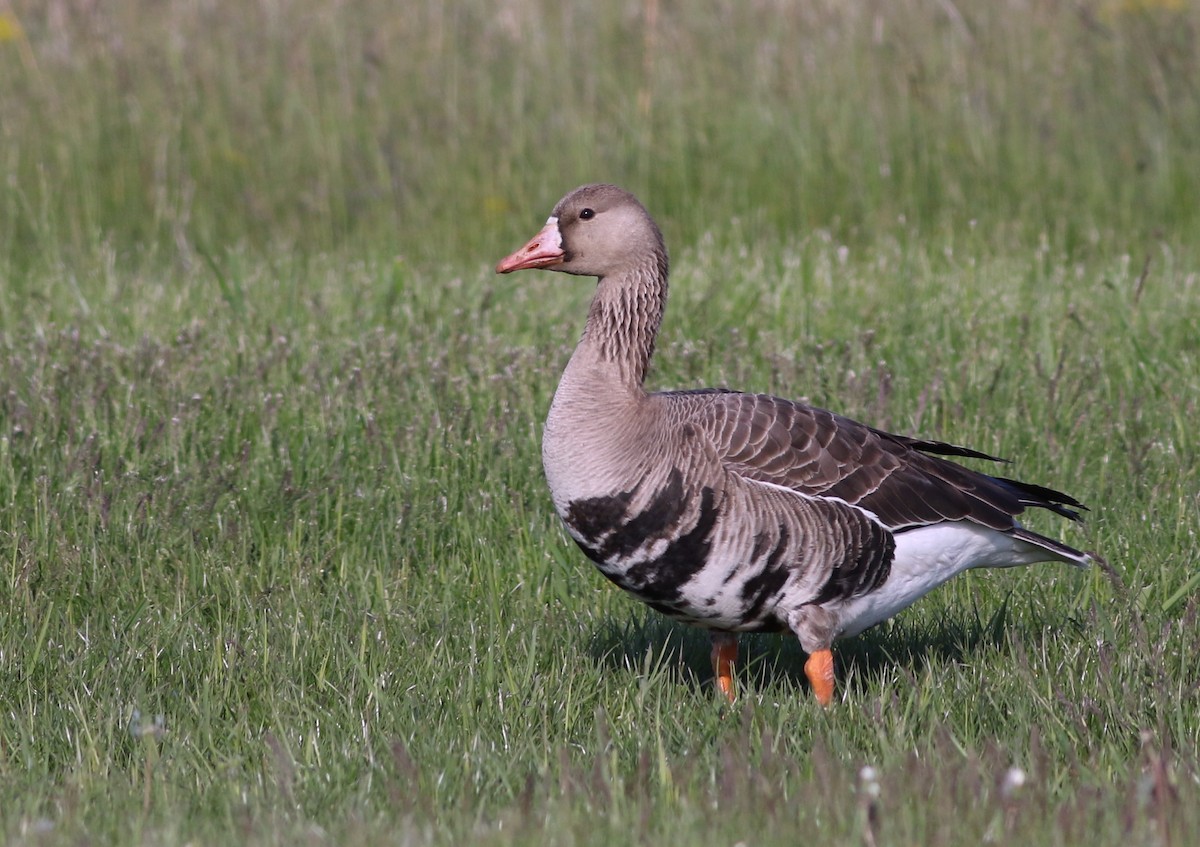 Greater White-fronted Goose - ML355983861