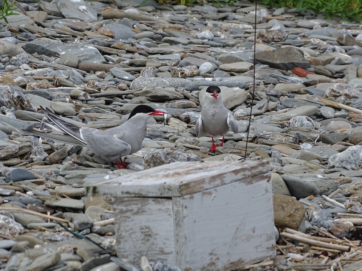 Arctic Tern - ML355983991