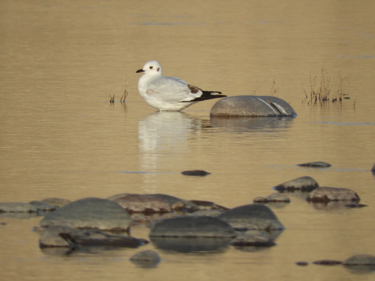 Andean Gull - Laura Nin