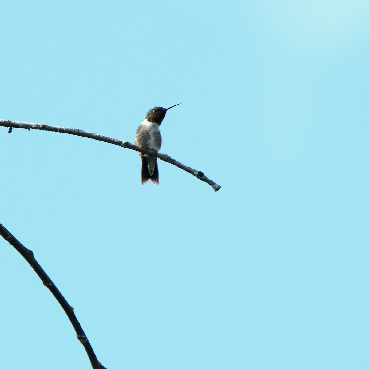 Ruby-throated Hummingbird - Jean-Marc Emery