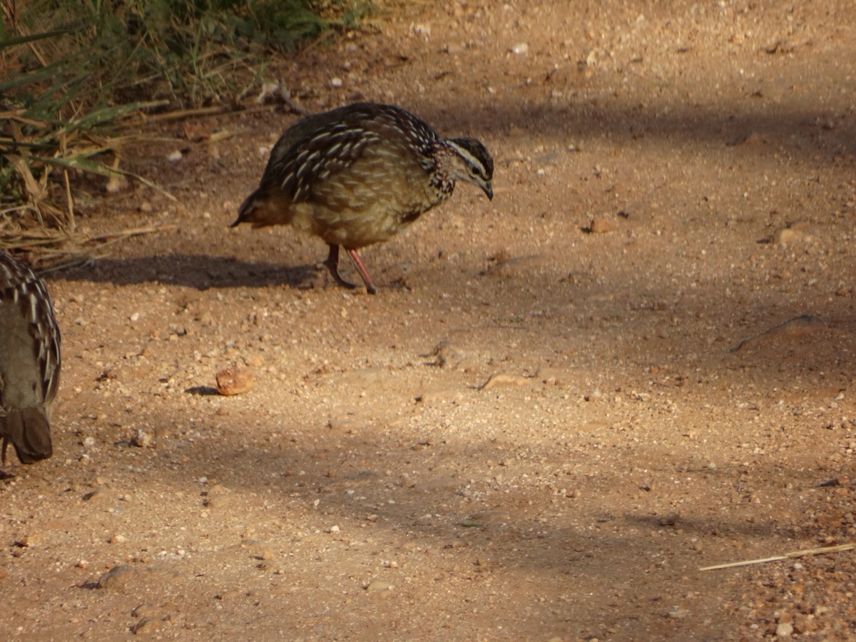 Crested Francolin - ML355992161