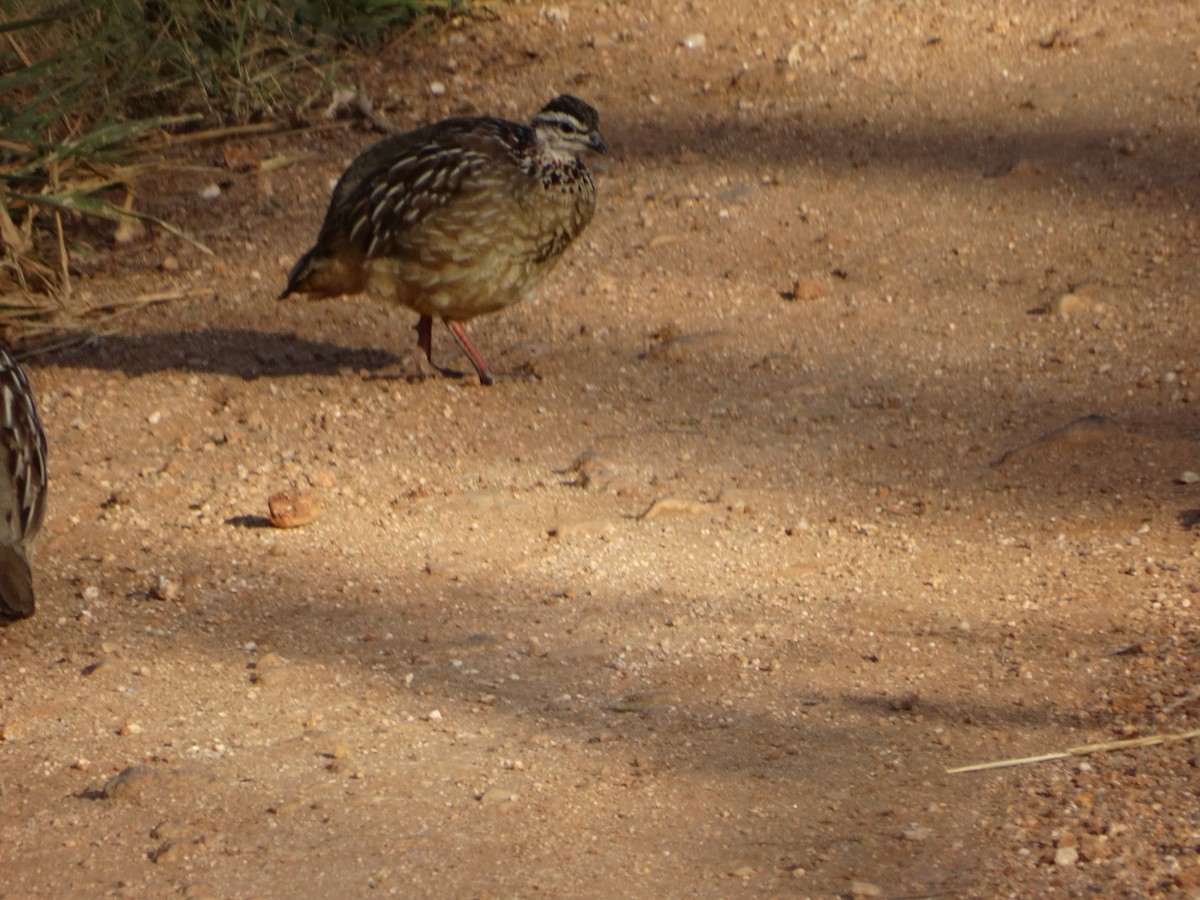 Crested Francolin - ML355992191