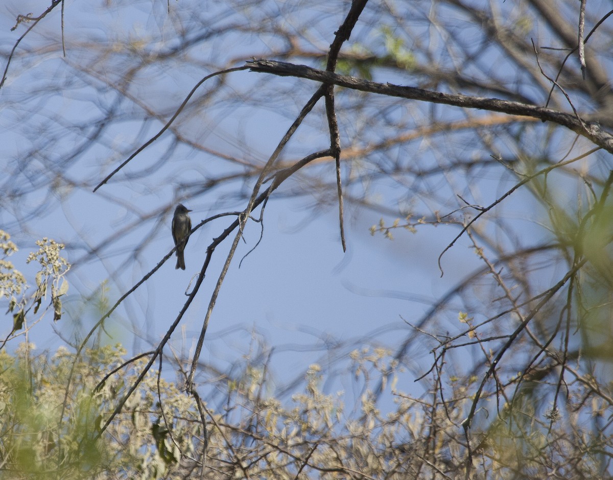 Greater Pewee - ML355992591