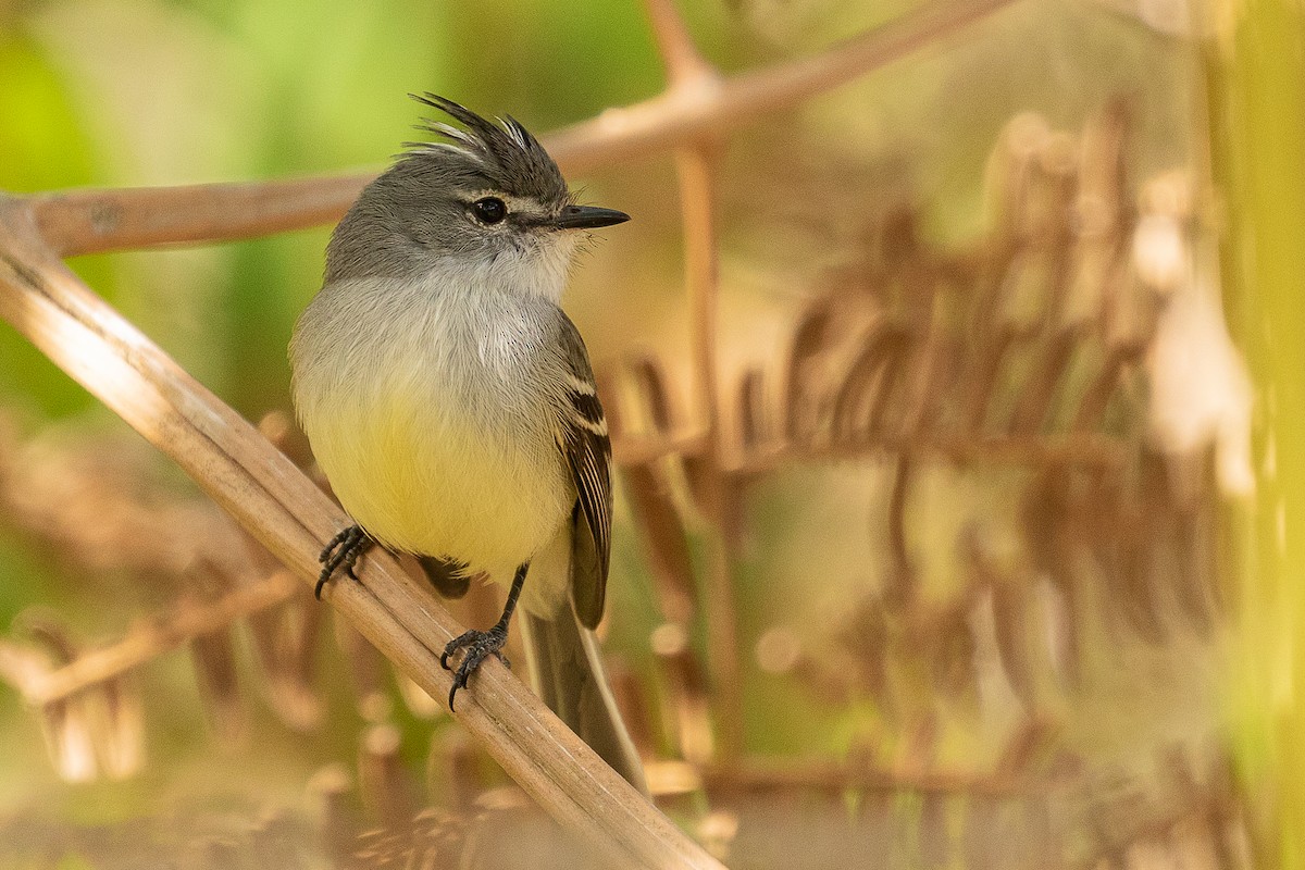 White-crested Tyrannulet (Sulphur-bellied) - ML355993241