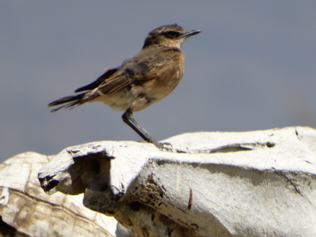 Heuglin's Wheatear - ML355995201