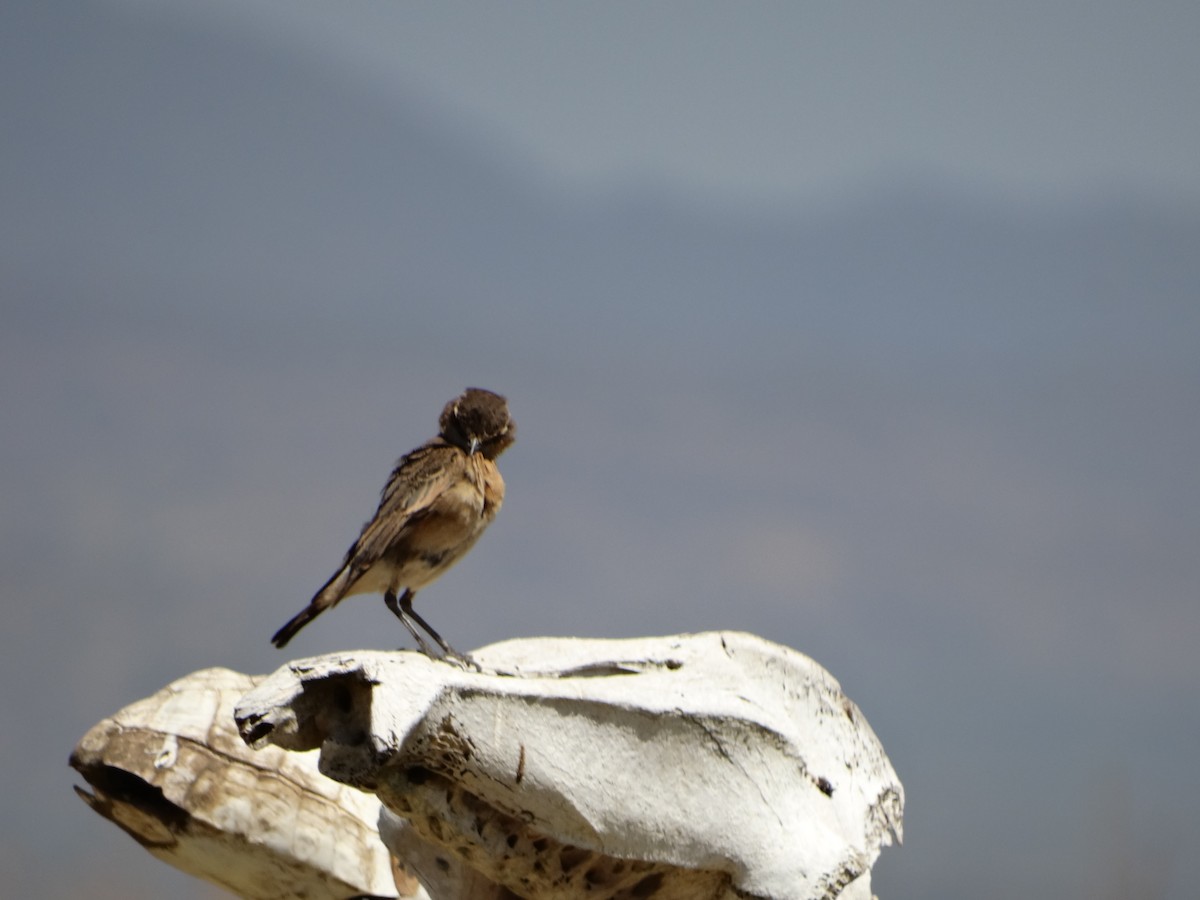 Heuglin's Wheatear - ML355995211