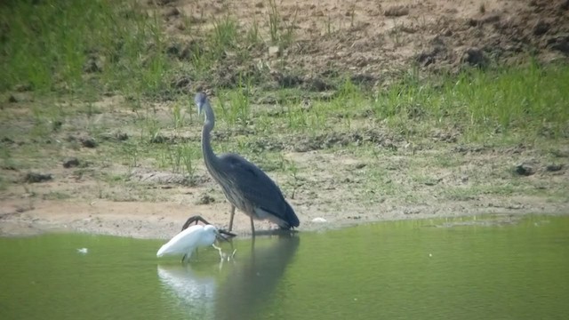 Snowy Egret - ML355995281