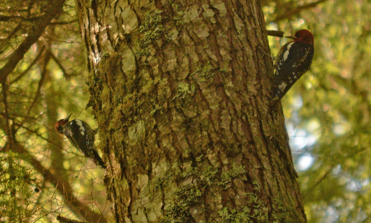 Red-breasted Sapsucker - ML35599641