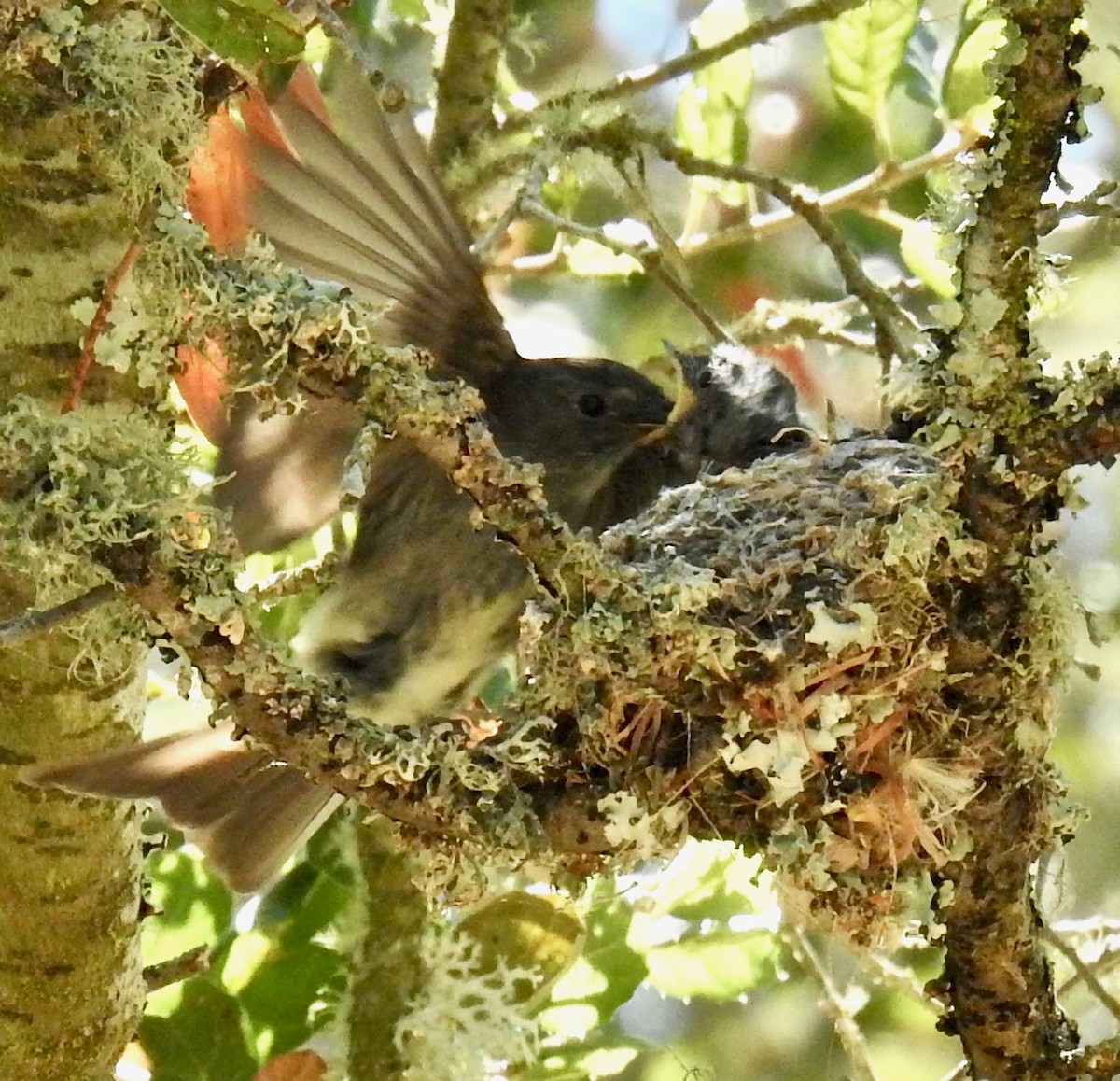 Western Wood-Pewee - Malia DeFelice