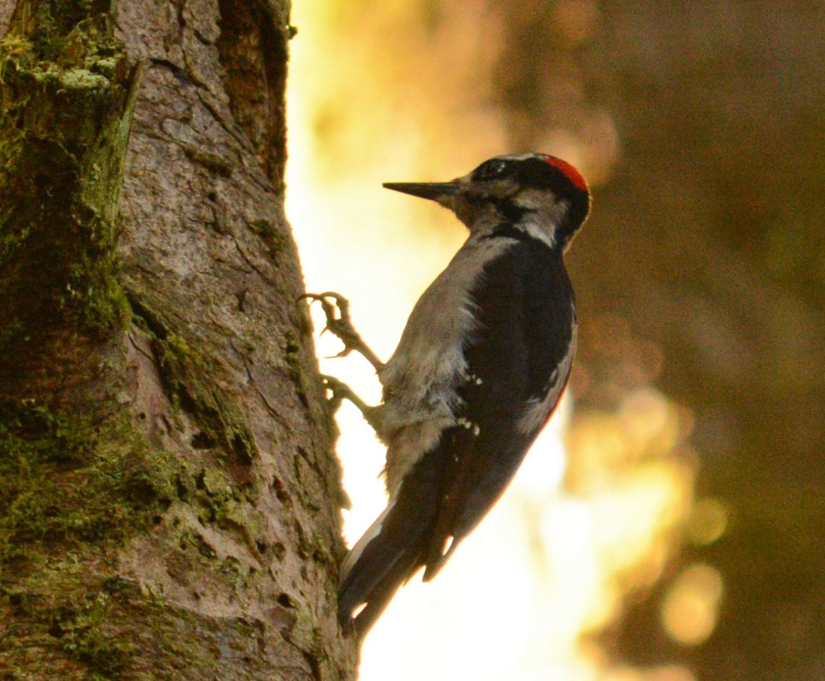 Hairy Woodpecker - ML35599681