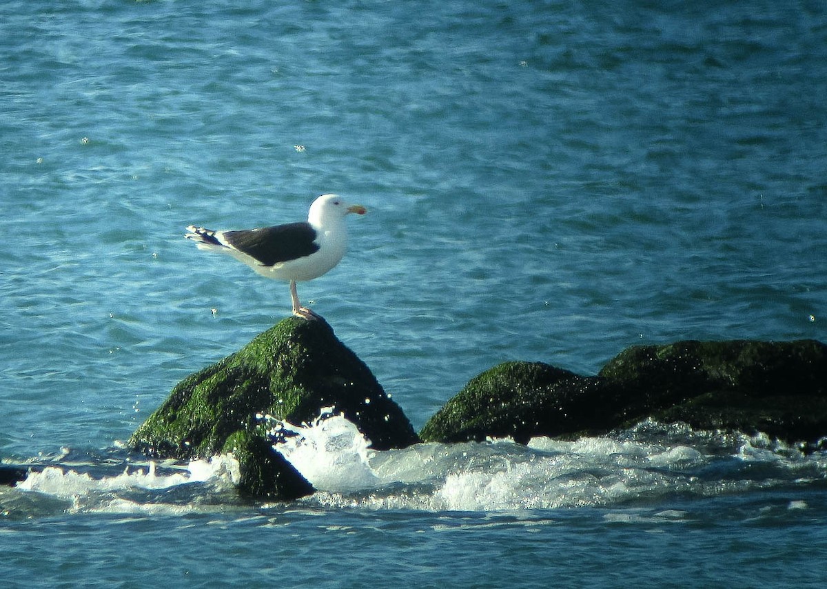 Great Black-backed Gull - Doug Gochfeld