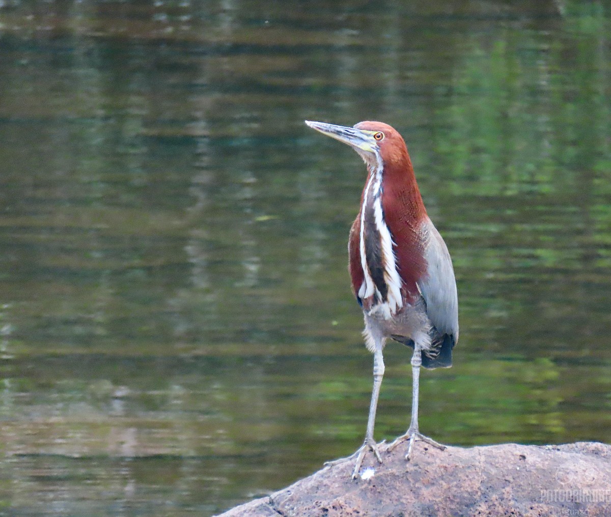 Rufescent Tiger-Heron - ML355999681