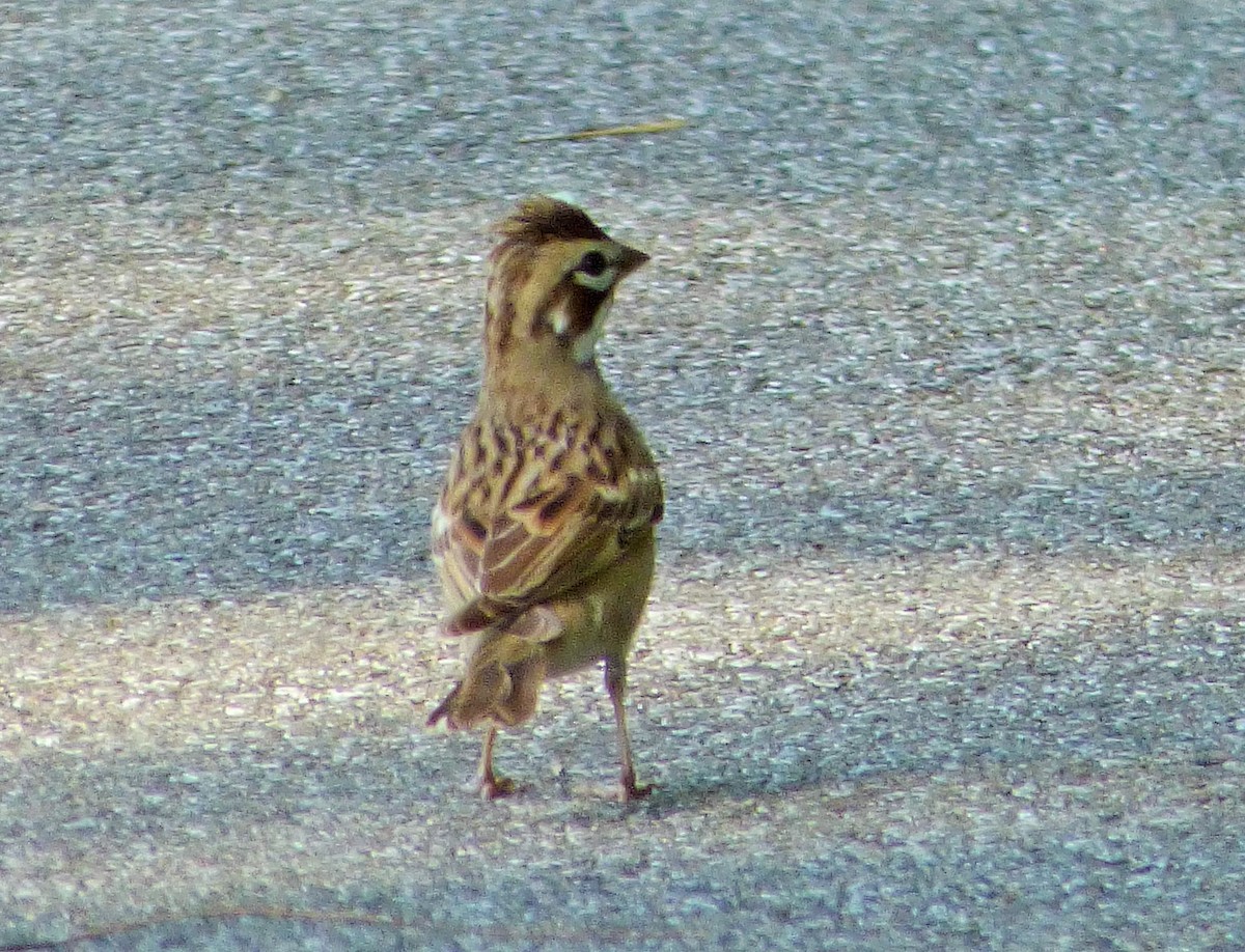 Lark Sparrow - ML35600141