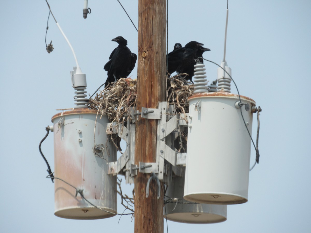 Common Raven - ML356001811