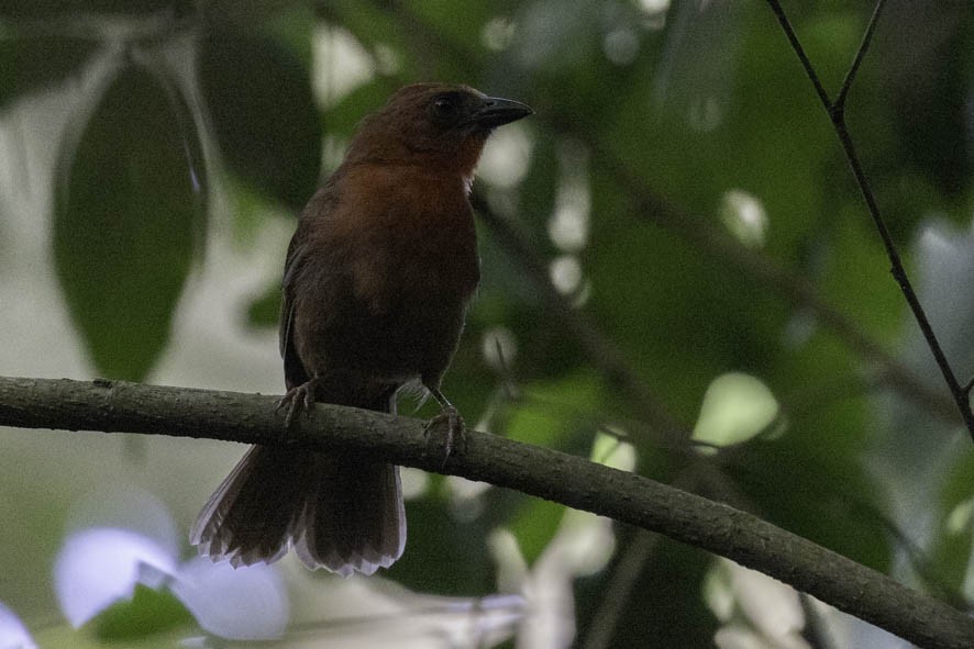 Red-throated Ant-Tanager - ML356004041