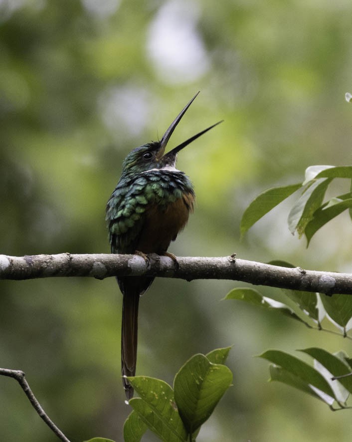 Jacamar à queue rousse - ML356004181