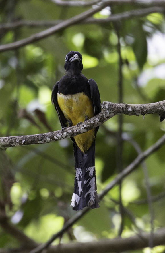 Black-headed Trogon - ML356004201