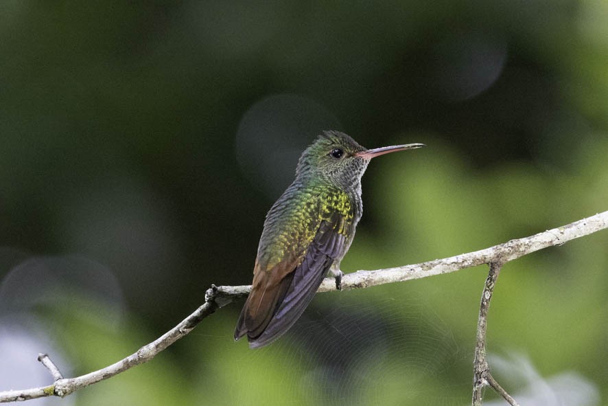 Rufous-tailed Hummingbird - ML356004251