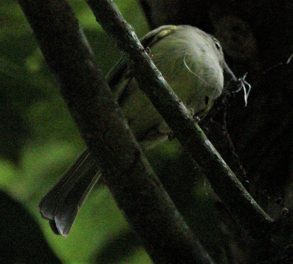Yellow-olive Flatbill - ML356004861