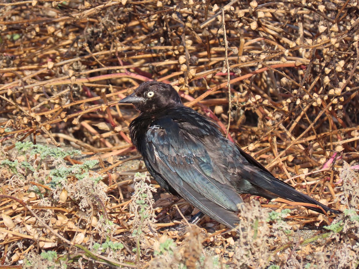 Brewer's Blackbird - ML356005961