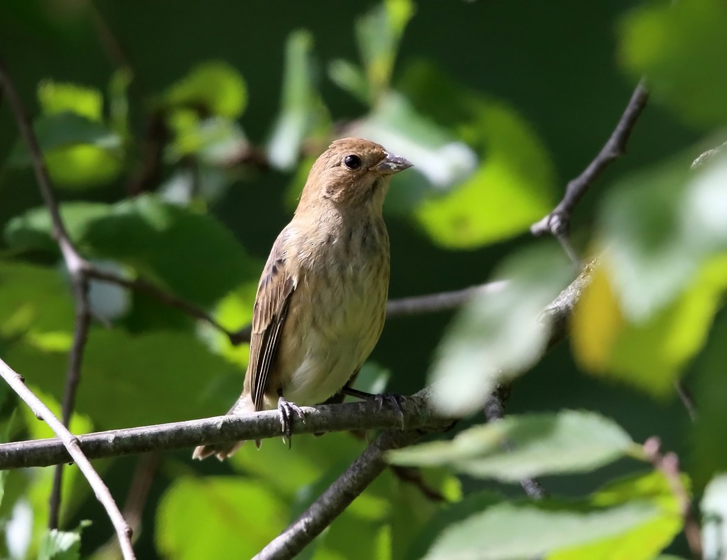 Passerin indigo - ML35600801