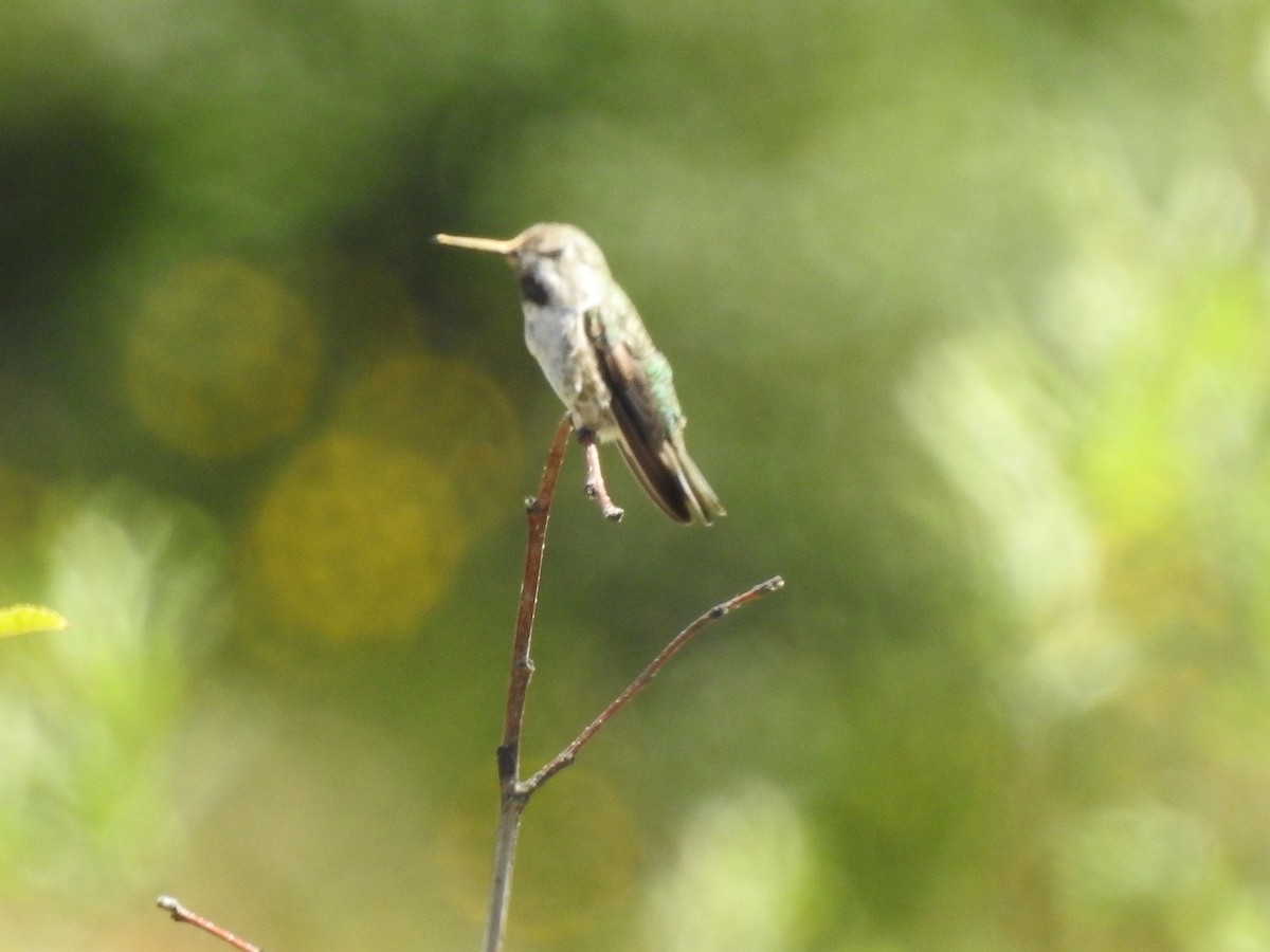 Anna's Hummingbird - Ron Marek