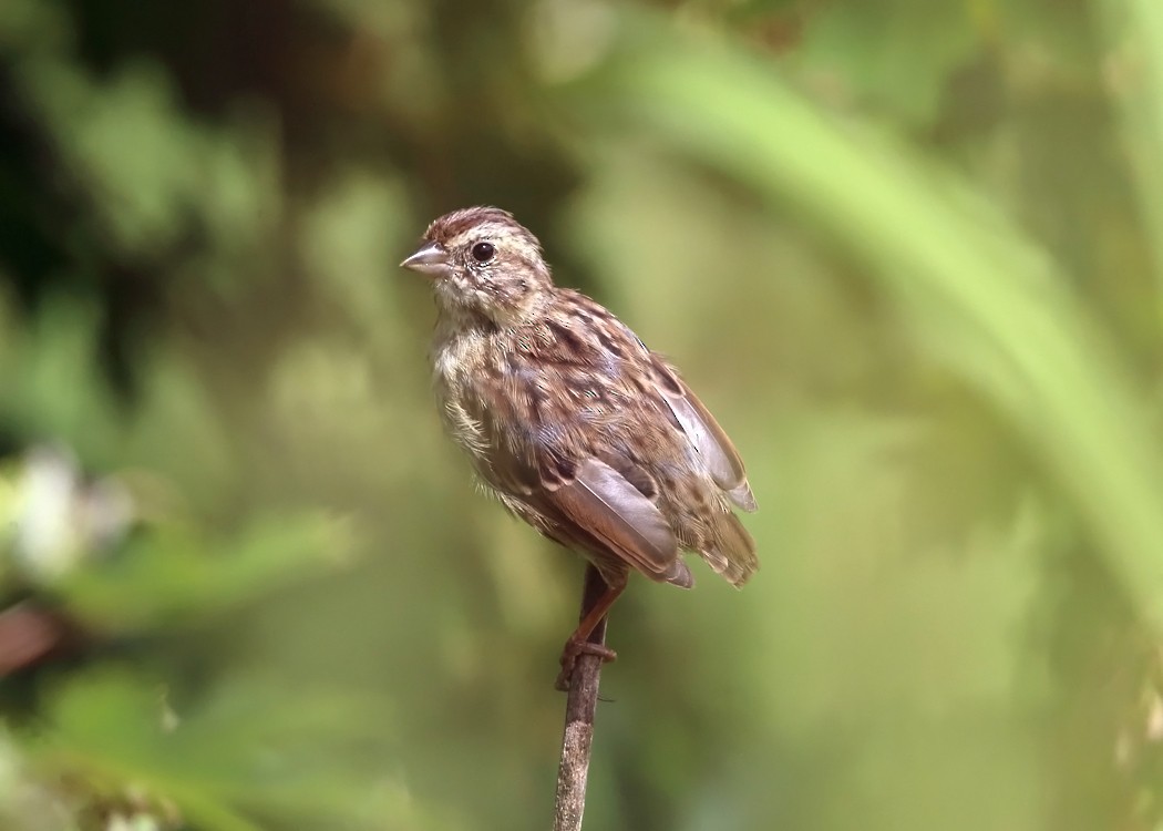 Song Sparrow - ML35600871