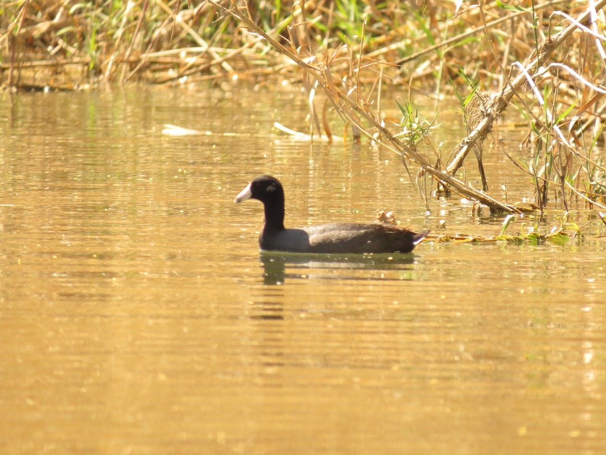 American Coot - Lucille Voss