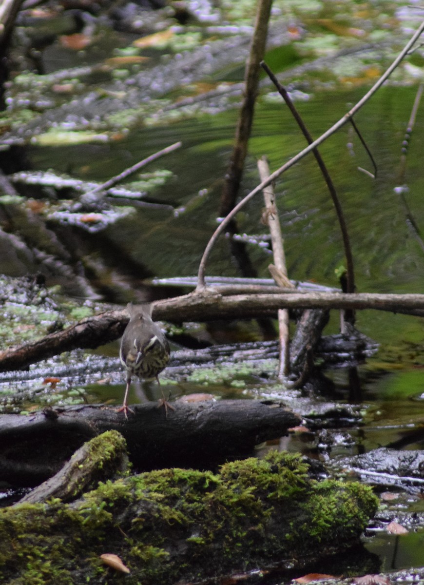 Louisiana Waterthrush - ML356011201