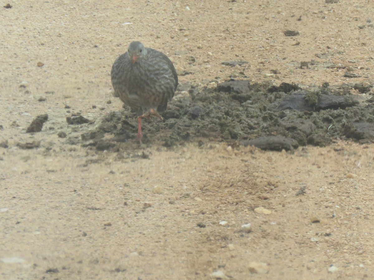 Scaly Spurfowl - ML356011861