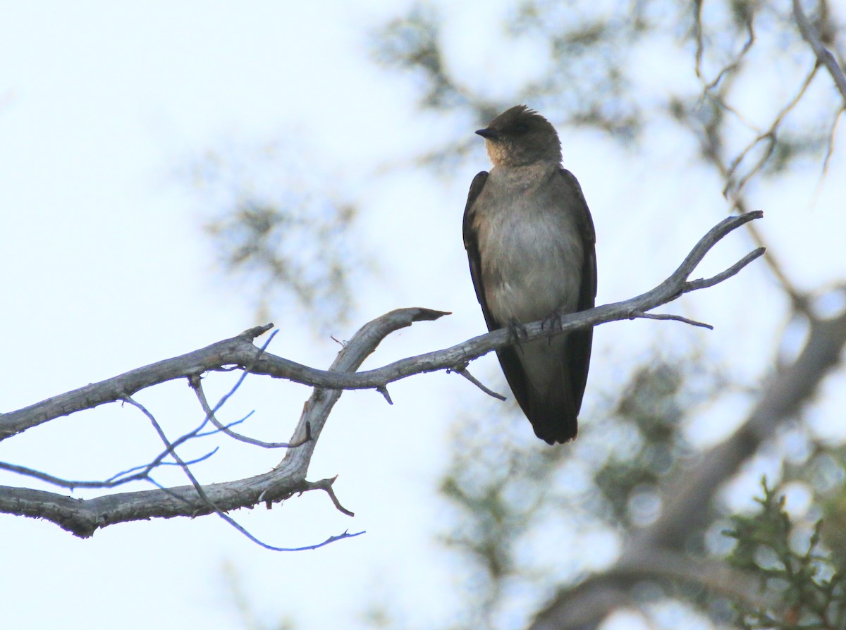 Northern Rough-winged Swallow - Ken Oeser