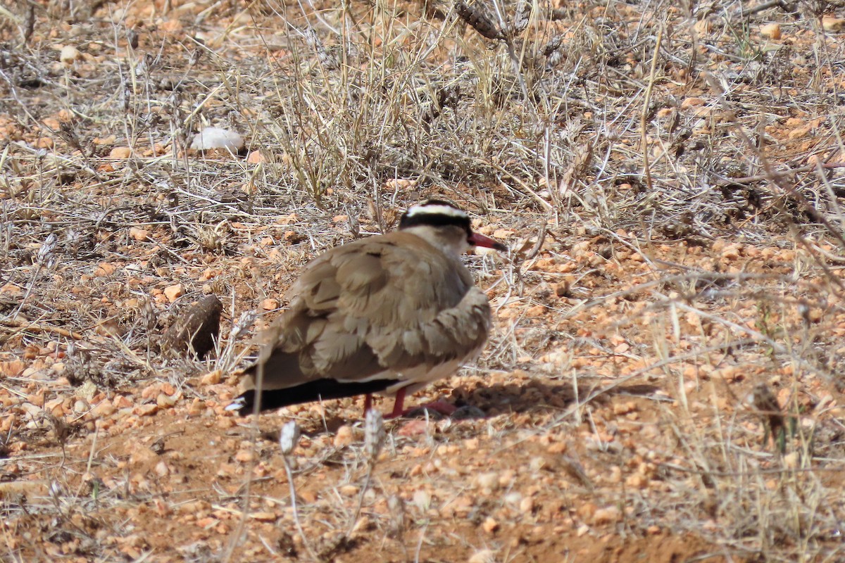 Crowned Lapwing - ML356013641
