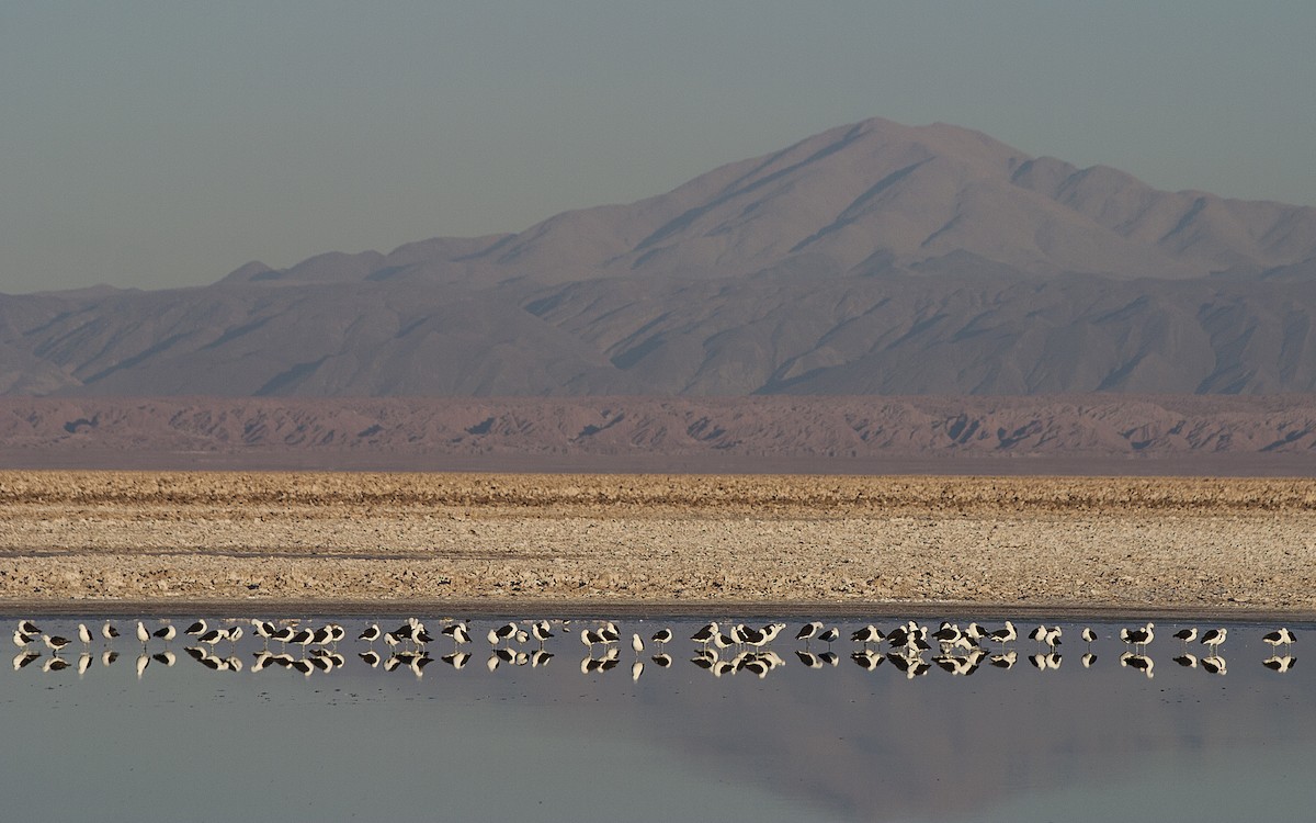 Andean Avocet - ML35601651